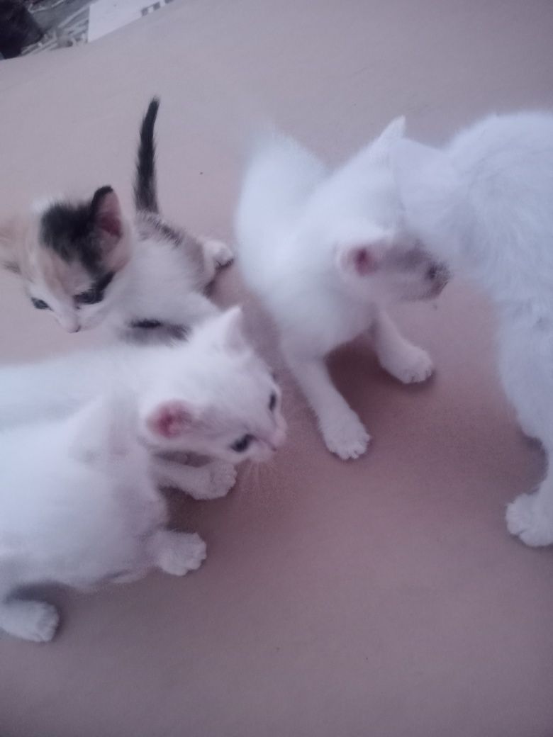 Mushukchalar  2 ta erkak 3 ta urgʻochi