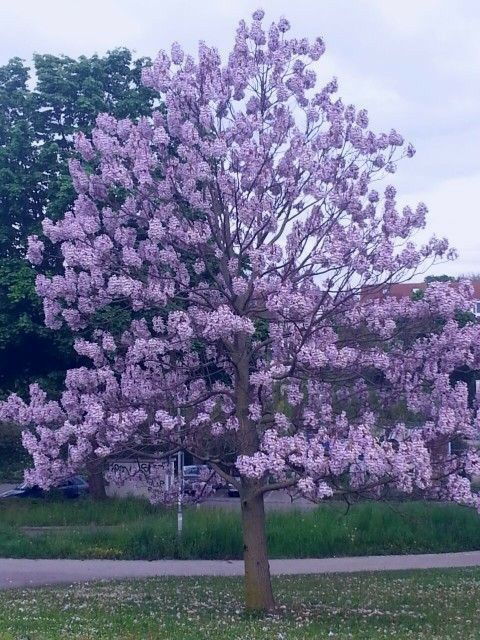 Pomi Ornamentali  paulownia  tomentosa