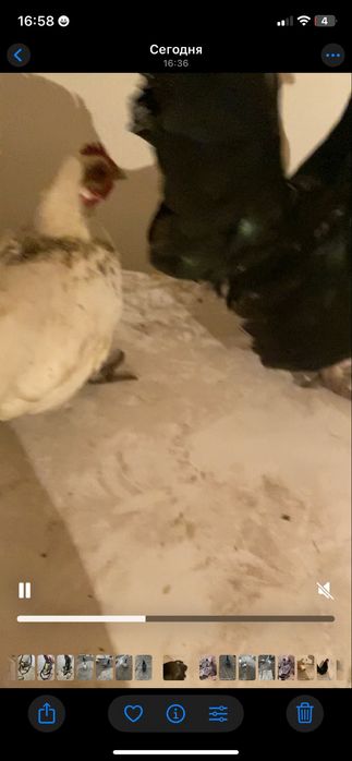 Продам карликов пара