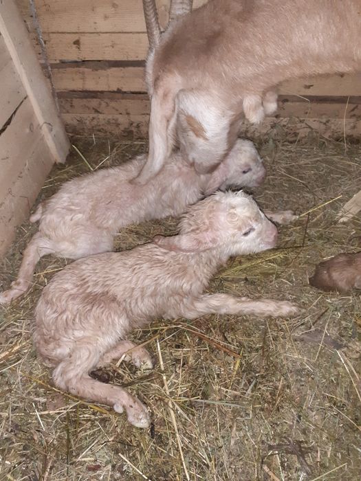 Vand, schimb tap anglonubian metis