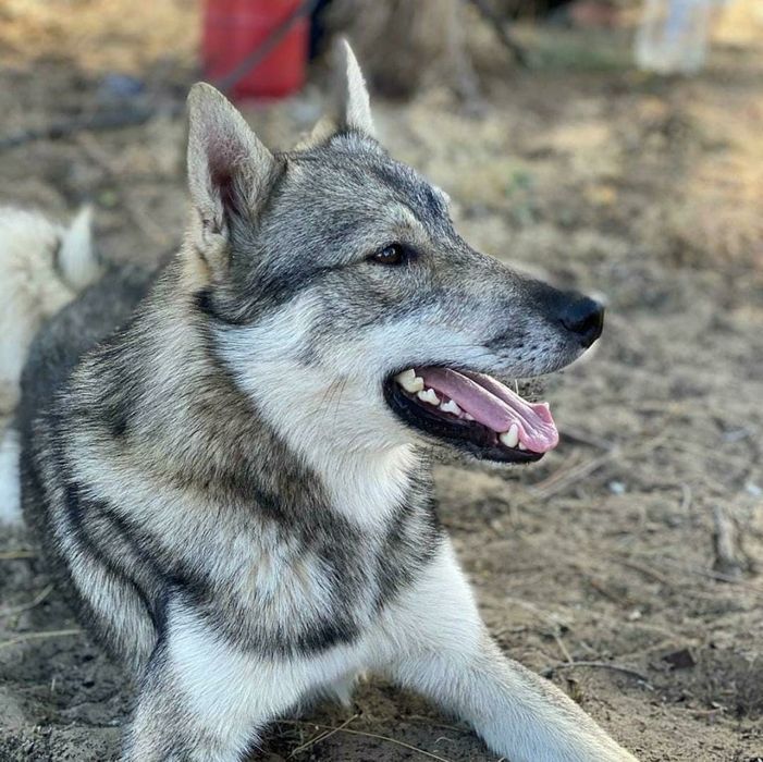 Кабель ЗЛС вязка