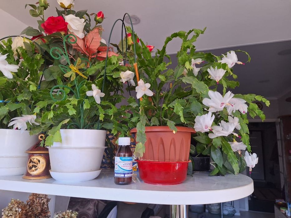 Декабристы цветы