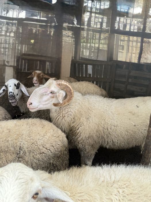 Vând doi berbeci Metis (Avasi x Friesen) – unul mare și unul tânăr