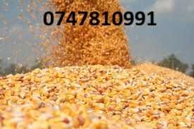 Porumb boabe, grau, orz, ovaz, floarea soarelui