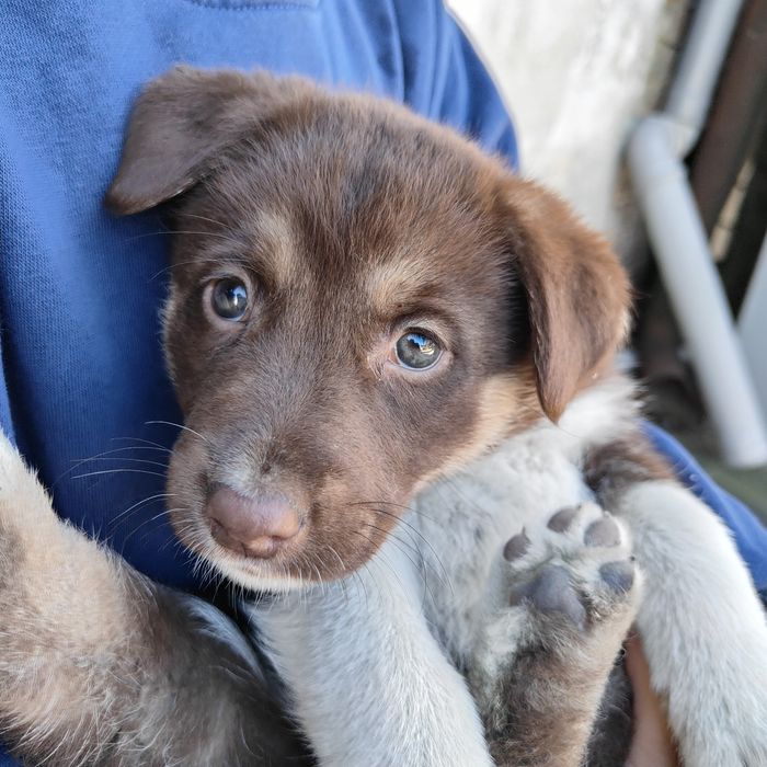 Cățeluși pentru adopție