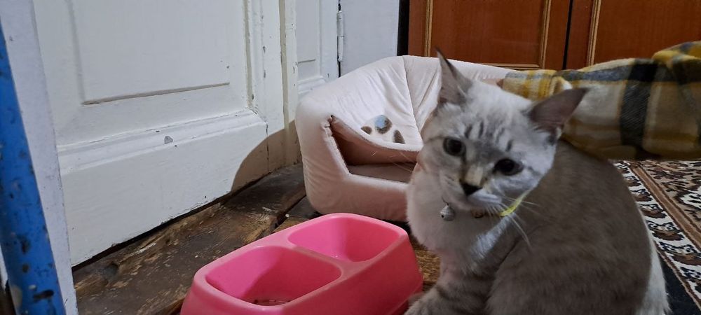 Сиам к,из мушукча