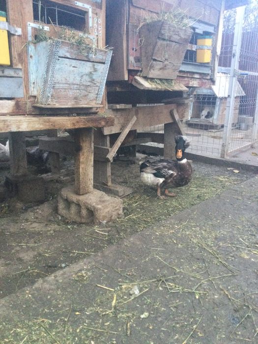 Vând rățoi și rate pret negociabil