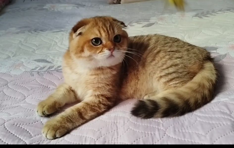 Продаётся чистокровный шиншилла