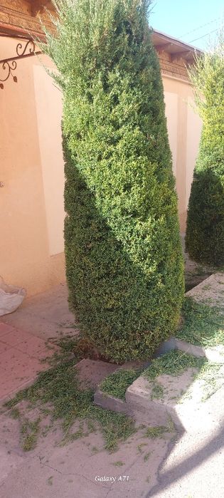 Archa kesish gazon ekish