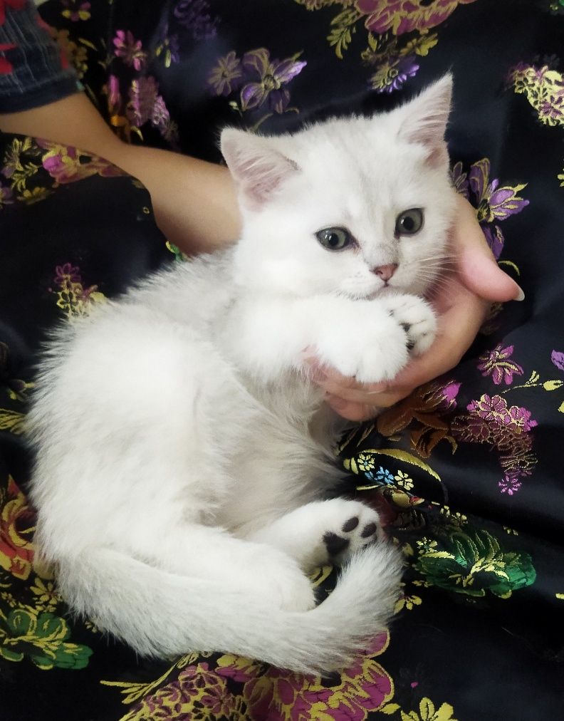 Шиншилла классика Шотландский котёнок