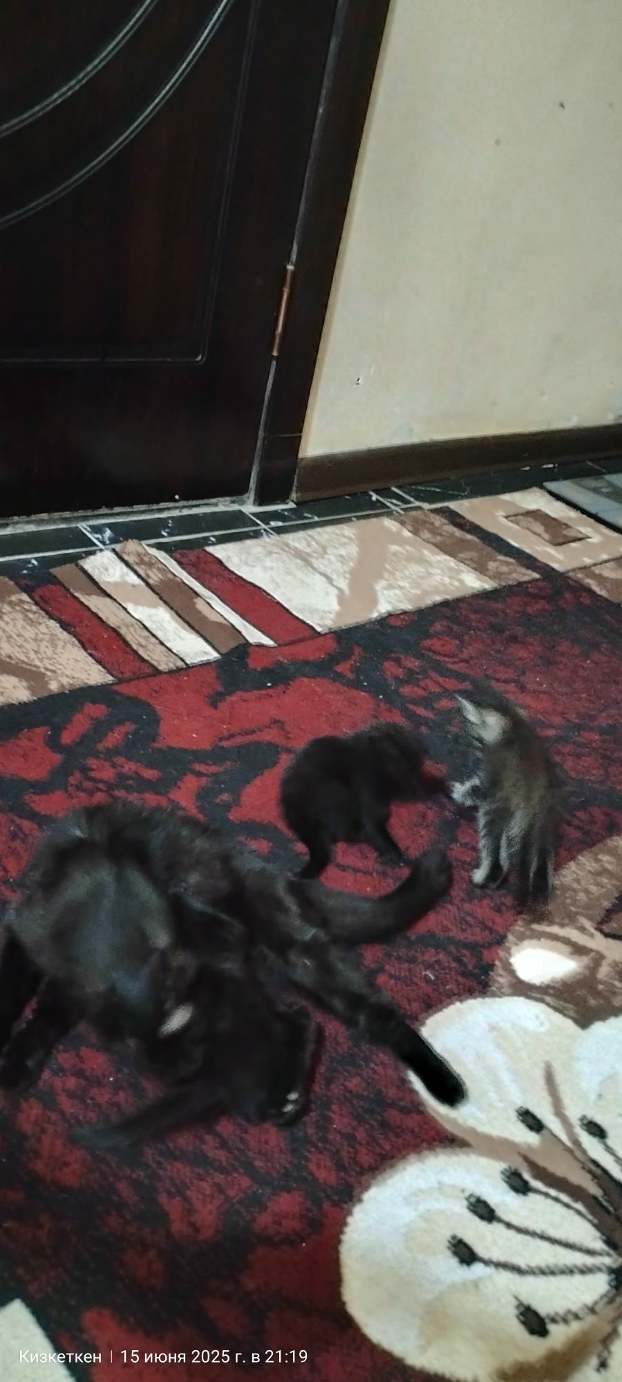 Mushuklar tekinga