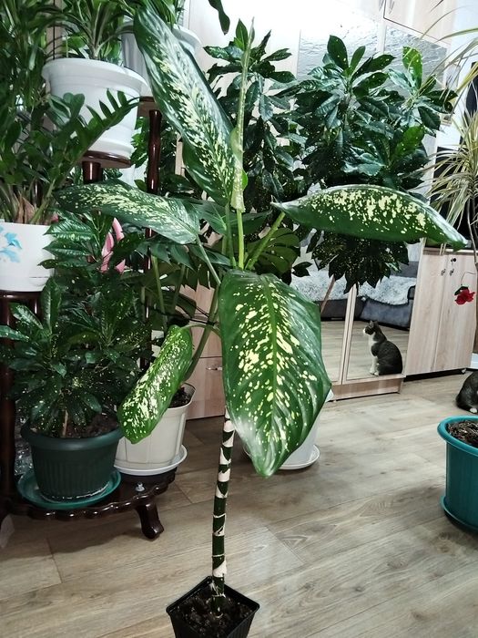 Продам комнатные растения