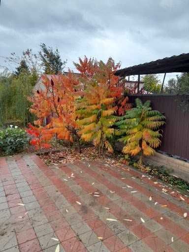 Саженцы декоративных деревьев Катальпа и Сумах