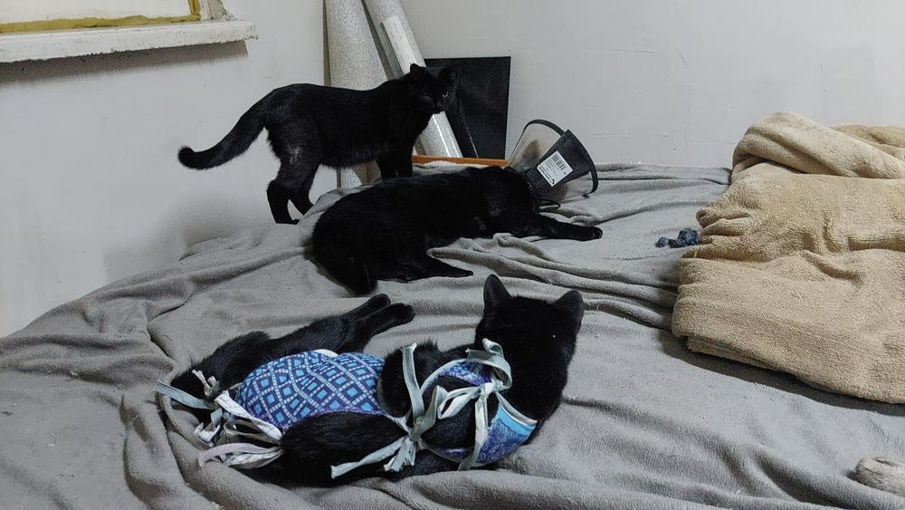 Кот ищет семью и дом