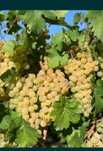 Struguri pentru vin