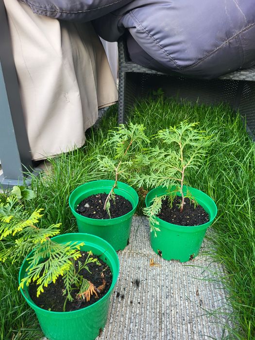 Продам  туи брабант голд  в горшках