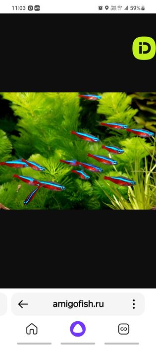 Рыбки мирные разные