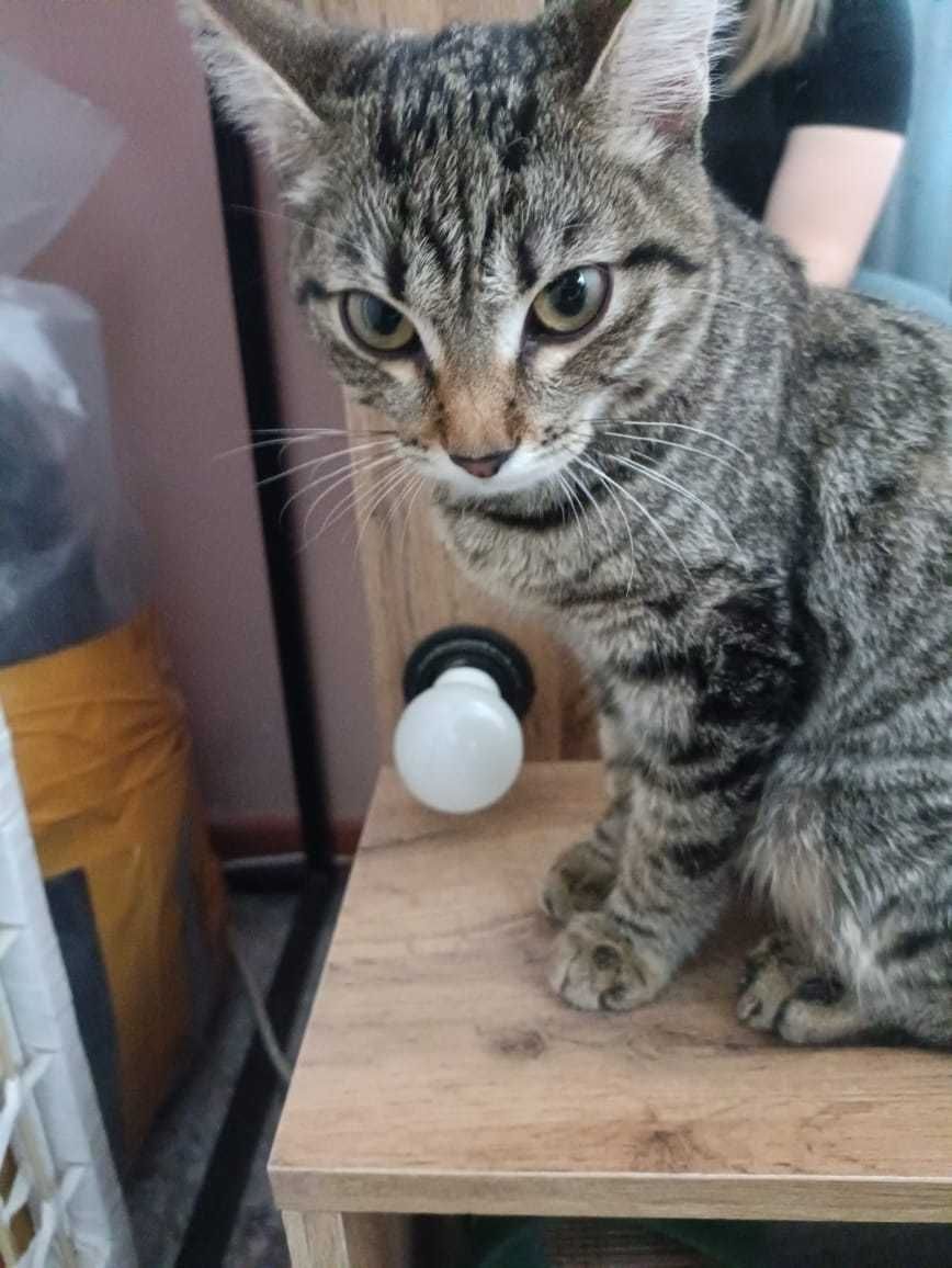 Кошечке срочно нужен дом!