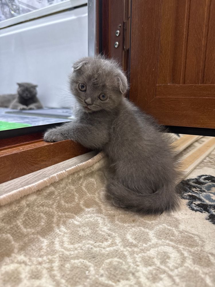 Продается котёнок