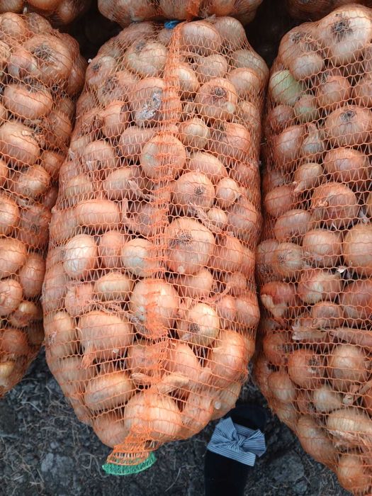 Ceapa plata romaneasca