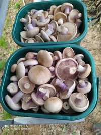 Свежие грибы синеножка