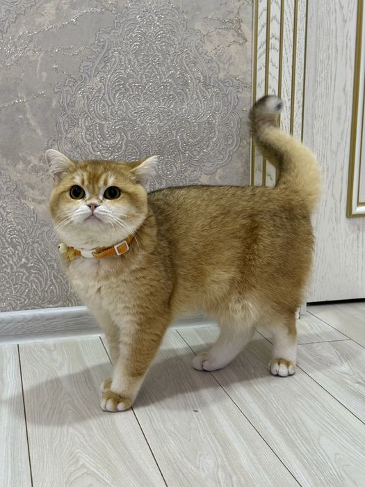 Вязка британский кот для вязки