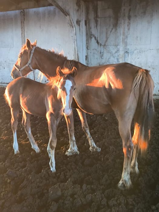 Продам лошадь с жеребёнком