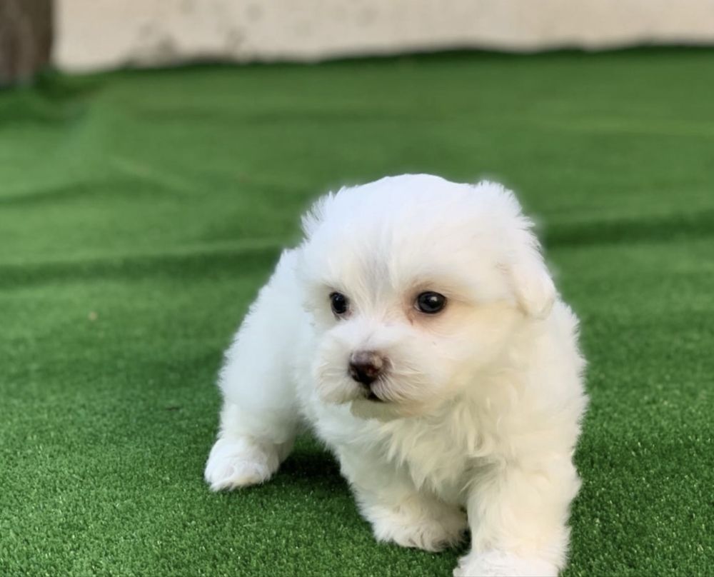 bichon maltez mini toy