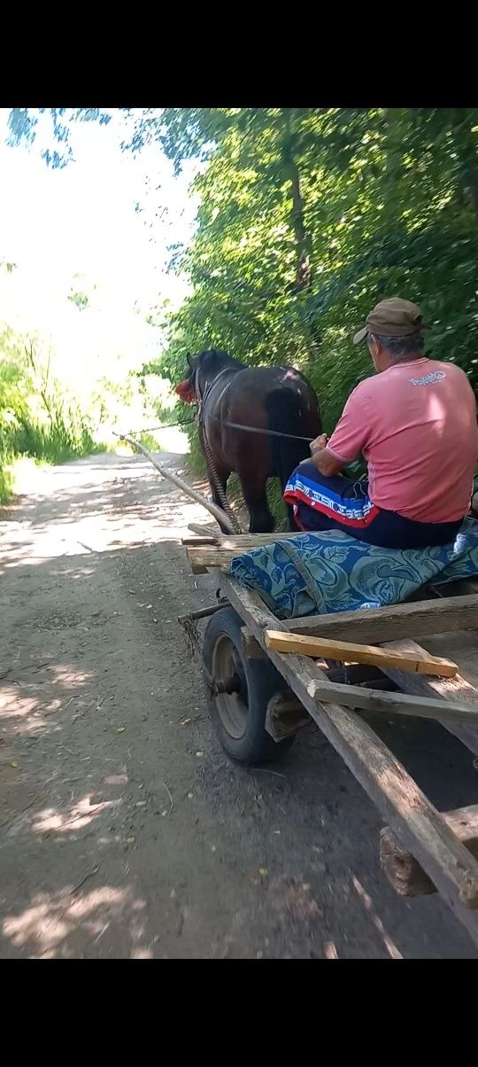 Manz armăsar doi ani