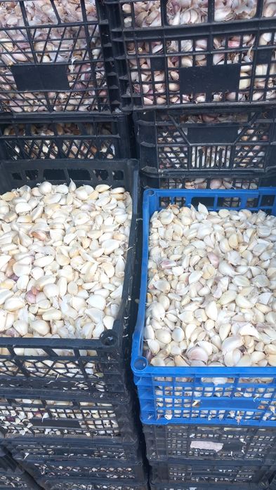 Usturoi pentru preparate și pus în pământ