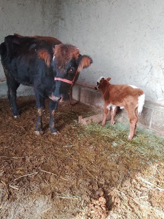 Ona bola sigir sotiladi