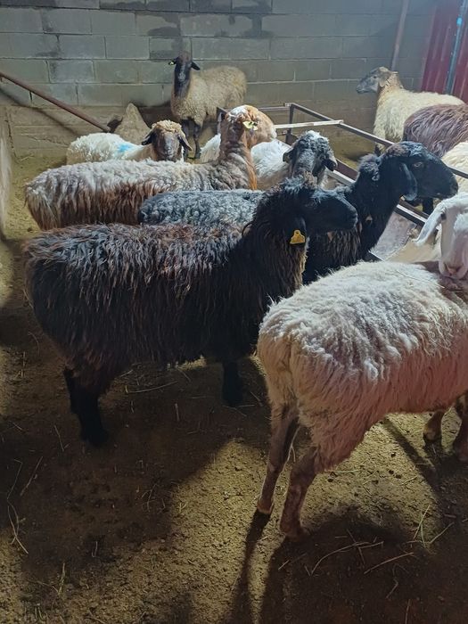 Семиз кой токты сатылады