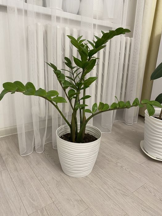 Замиокулькас цена 8000