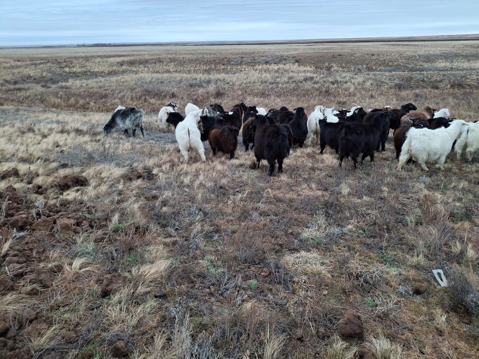 Ешкилер 60бас  ,,