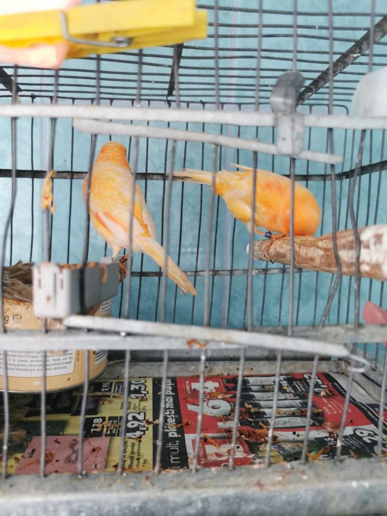 Canari Roller Suceava