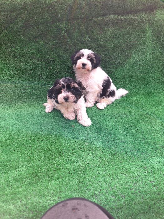 Бивър йоркширски териер