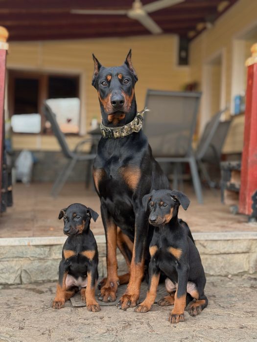 Бебета добермани