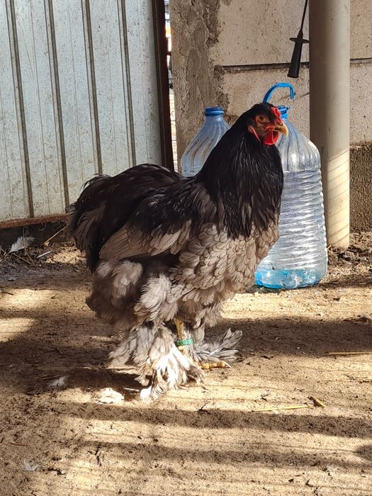 Pereche brahma albastru