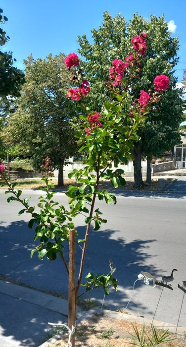 Индийски люляк/Лагерстемия/
