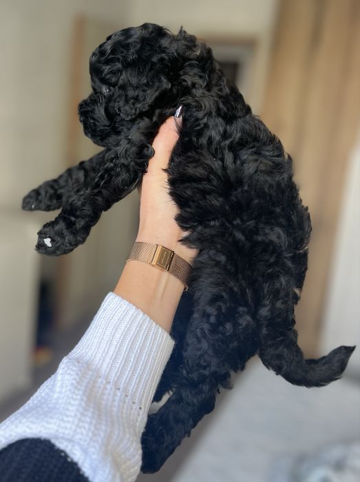 Пудел мини / Poodle