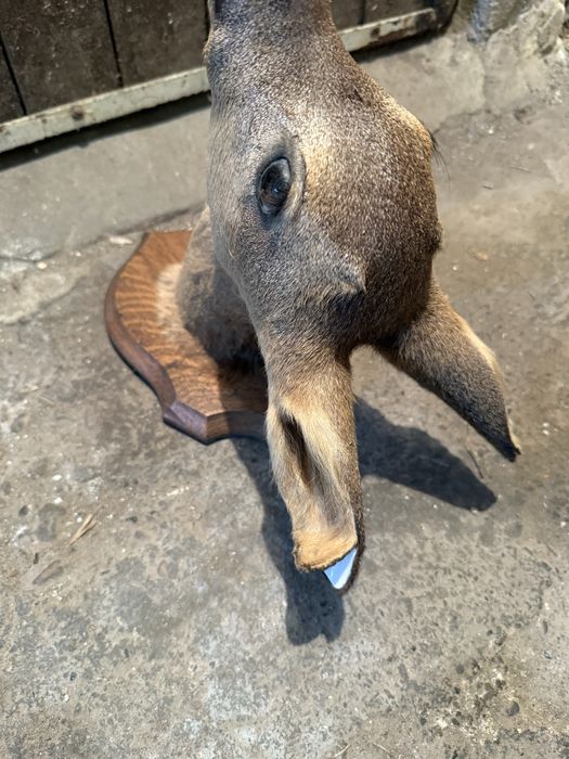 Продавам препарирана сърна