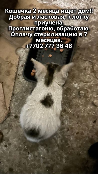 Отдам кошечку 2 месяца!! Оплачу стерилизацию в 7 месяцев.