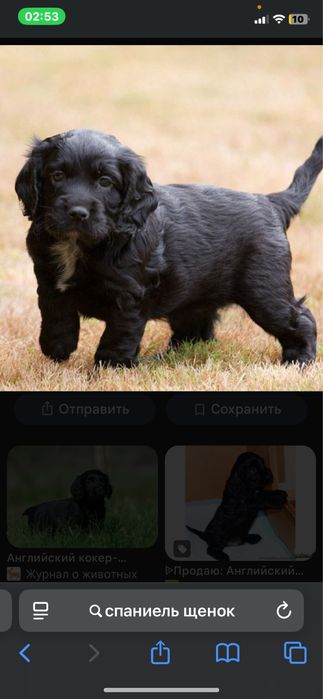 Пропал щенок черненький