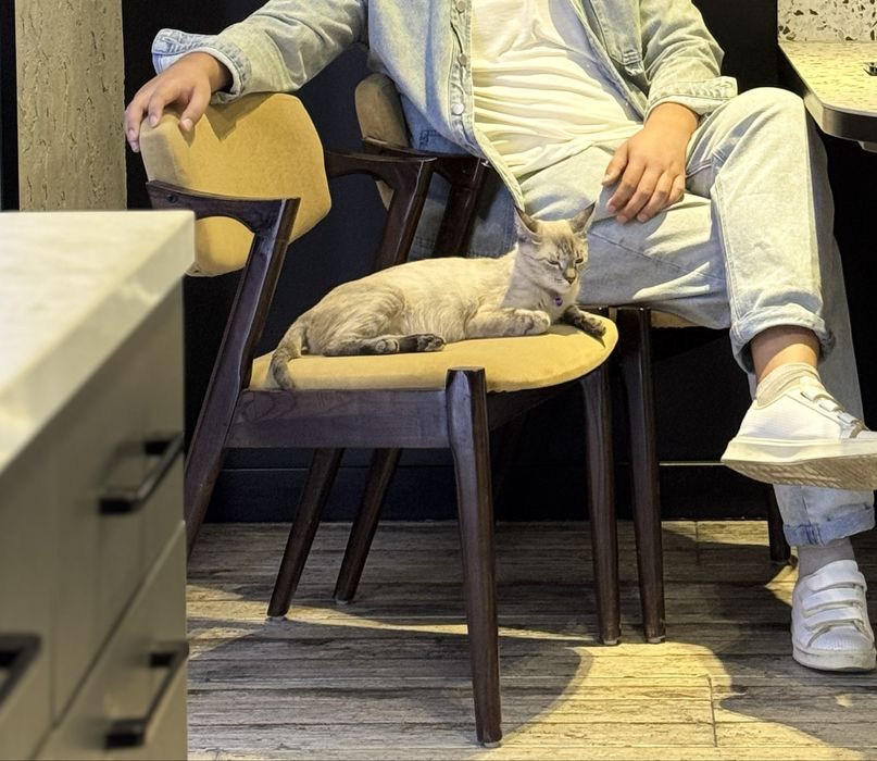 Кошка отдается в хорошие руки