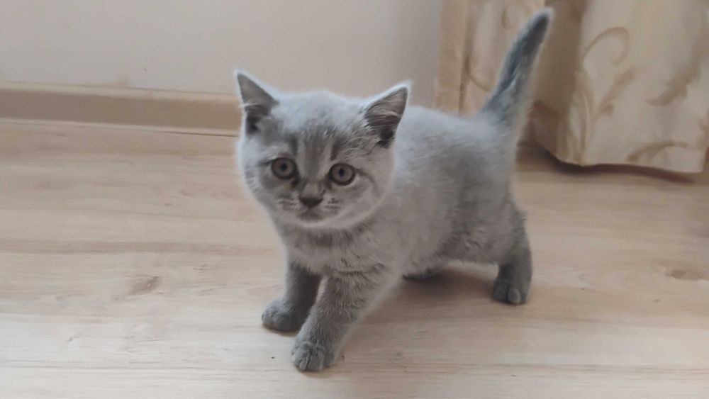 Британска късокосместа женска