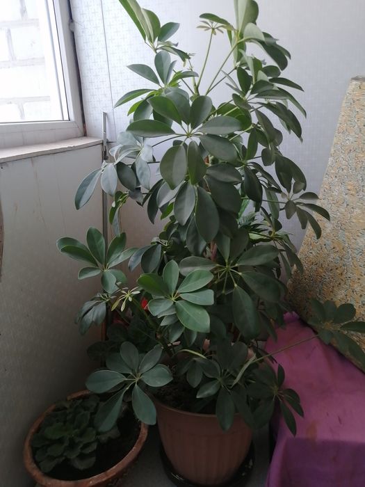 Комнатное растение "Шефлера"