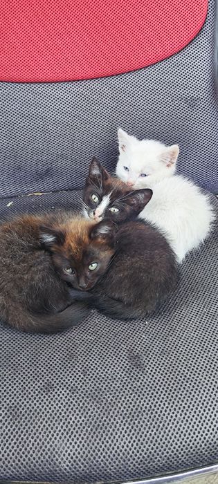 Отдам котенка котят кошку кота в добрые руки