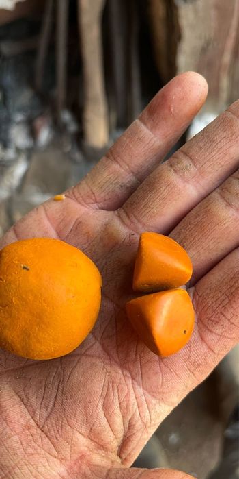 Желчный камень КРС