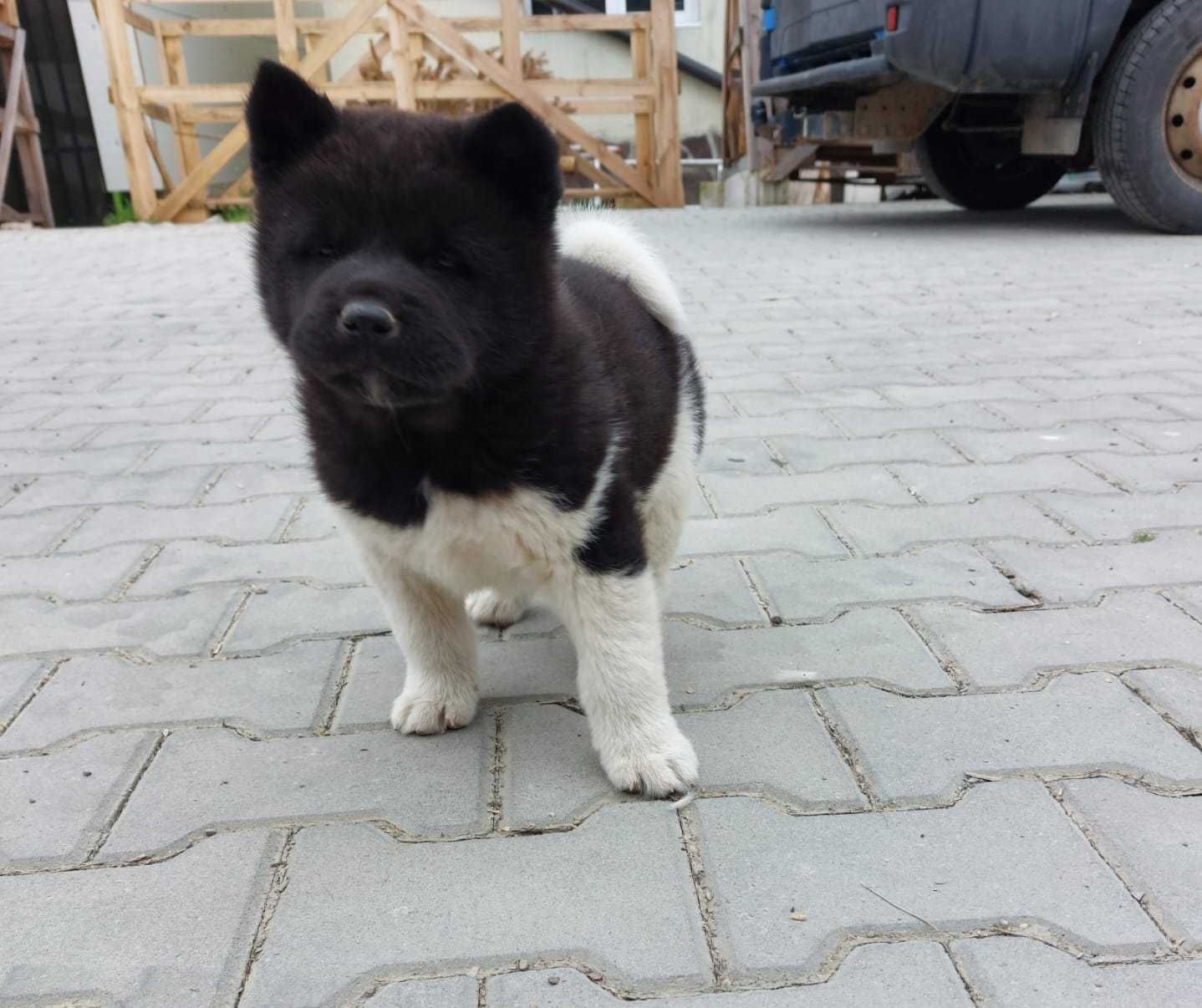 Pui Akita american