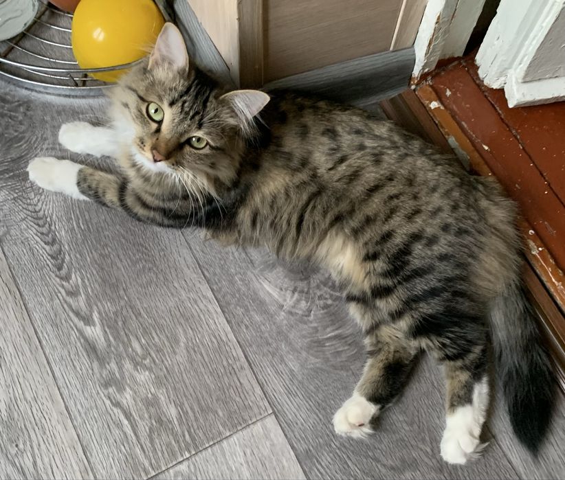 Красивая пушистая кошечка (Стерилизована)!